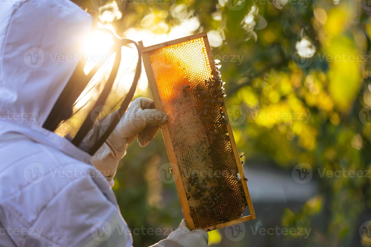 Beekeeper on an apiary, beekeeper is working with bees and beehives on the apiary, beekeeping or apiculture concept photo