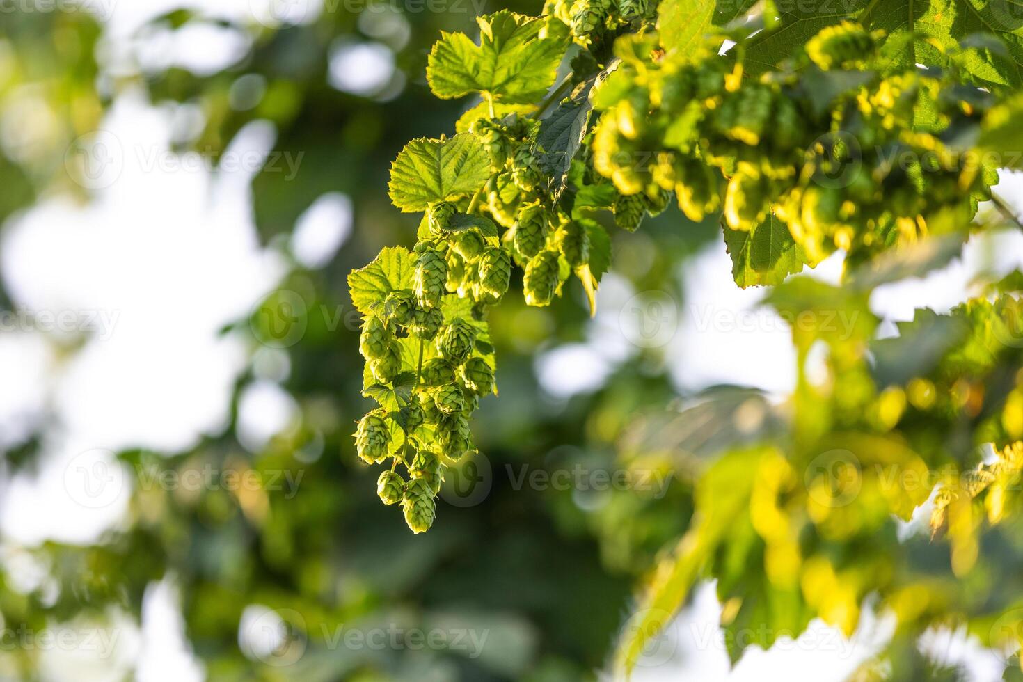Close up of fresh, green ripe hops cones for the beer production in the farmyard, an ingredient for beer photo