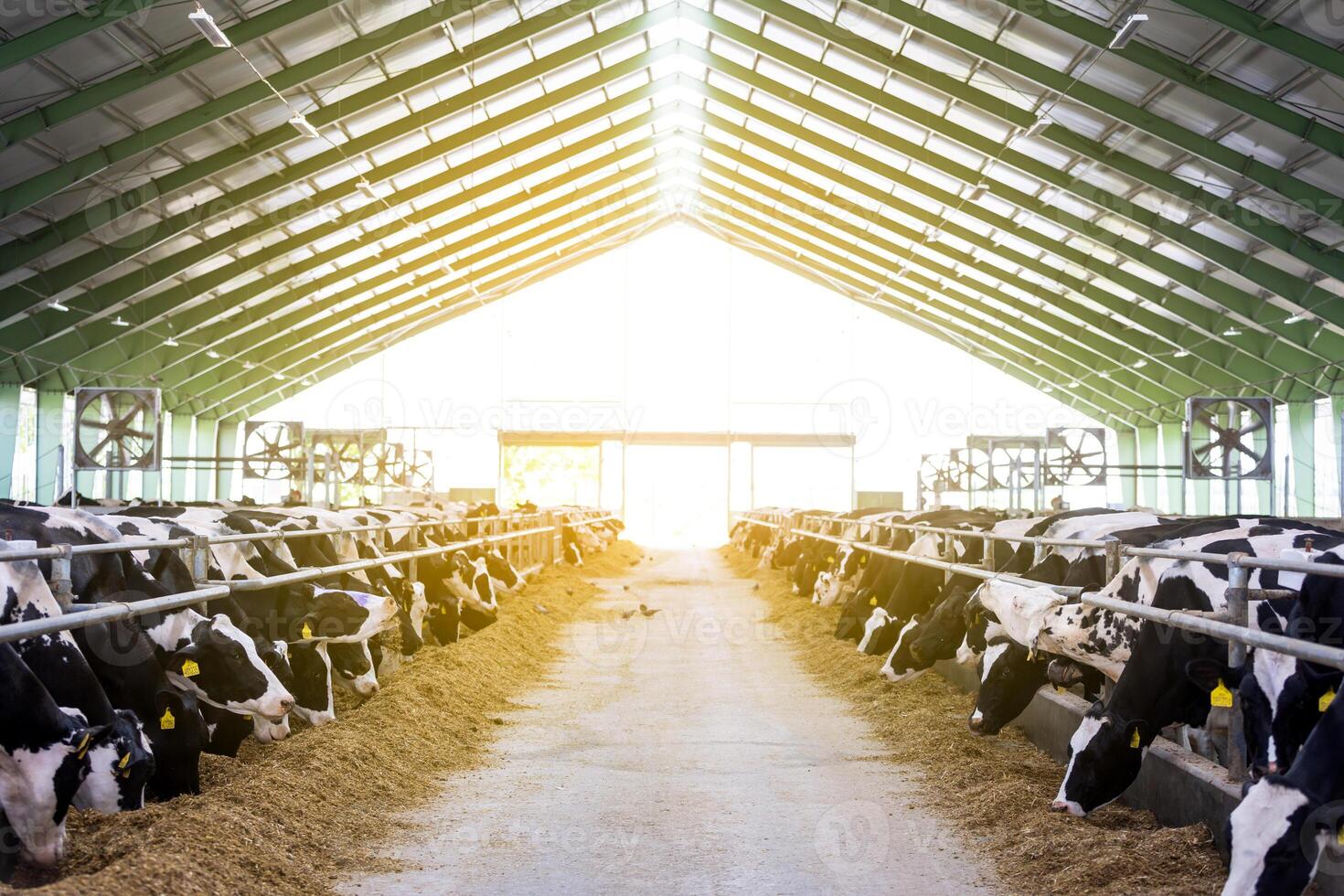 Cows in a farm, dairy cows laying on the fresh hay, concept of modern farm cowshed photo