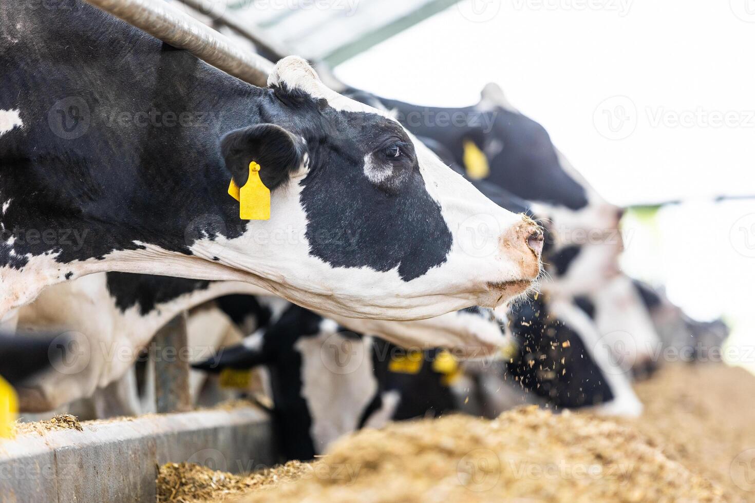 Cows in a farm, dairy cows laying on the fresh hay, concept of modern farm cowshed photo