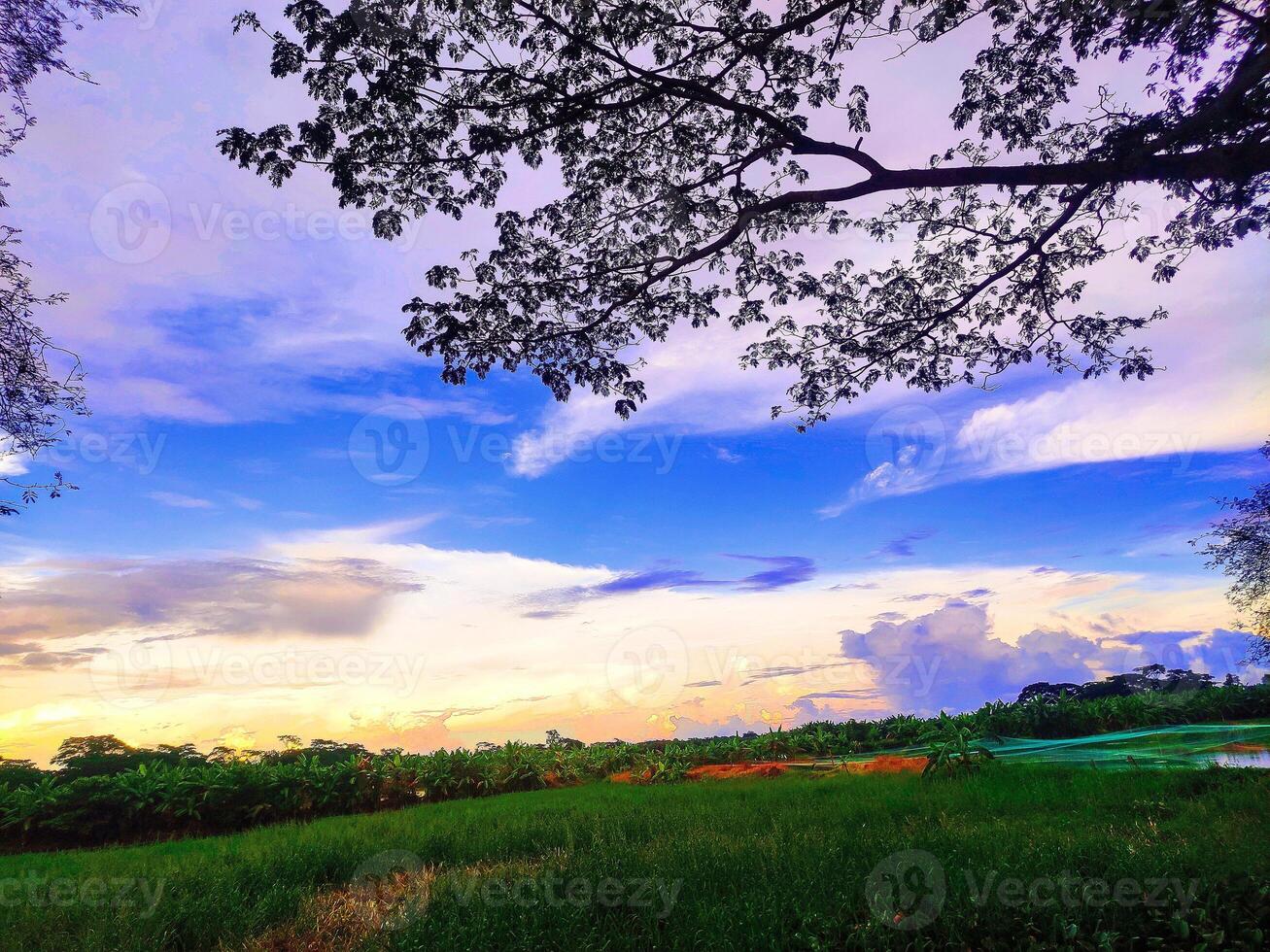 beautiful sunset over a field with trees and clouds photo