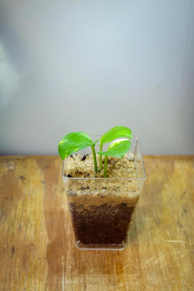 close up sirih gading plant or plant with the scientific name Epipremnum aureum, photo