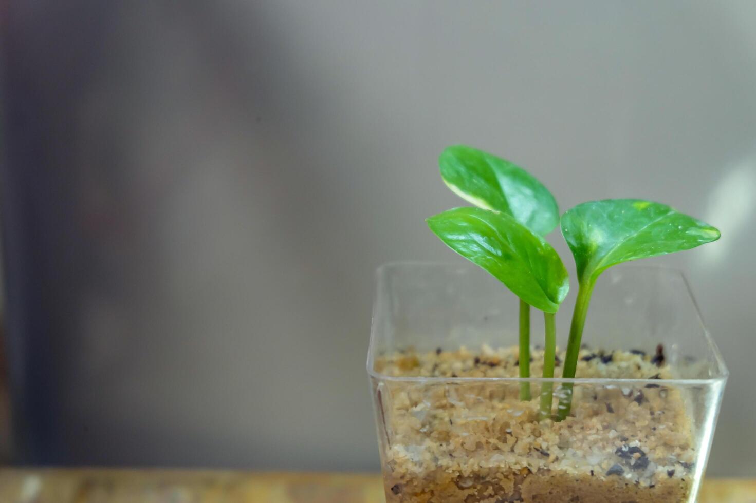 close up sirih gading plant or plant with the scientific name Epipremnum aureum, photo