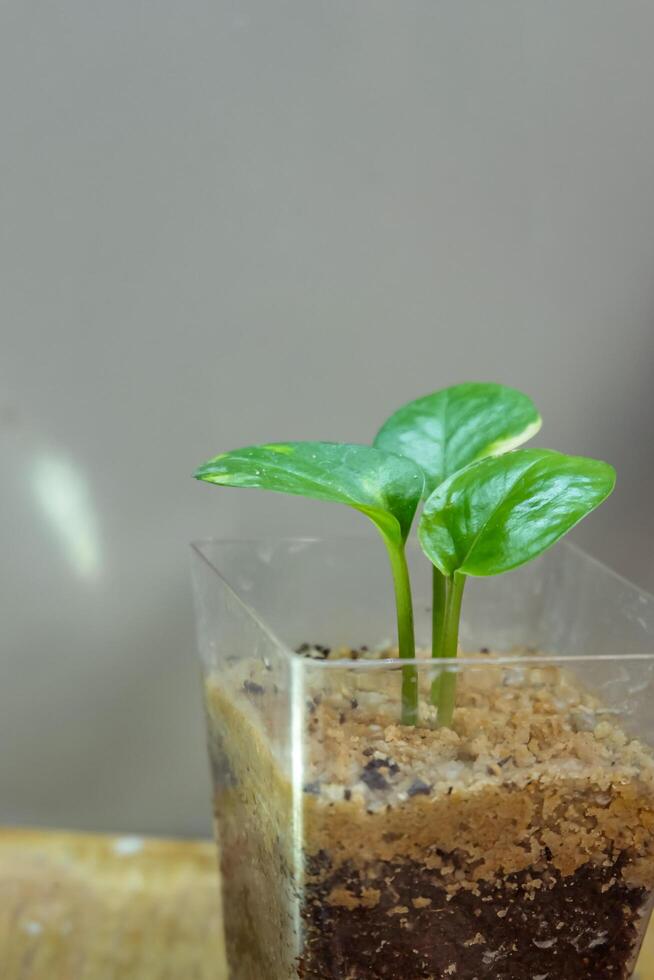 close up sirih gading plant or plant with the scientific name Epipremnum aureum, photo
