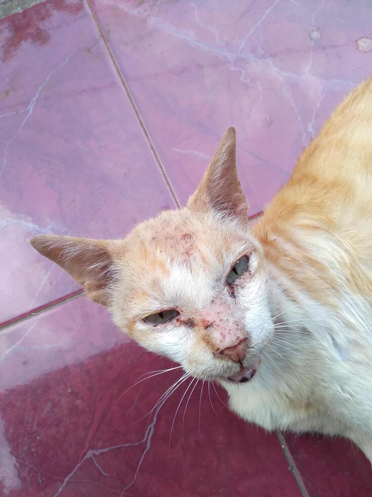 Cat laying on the road photo