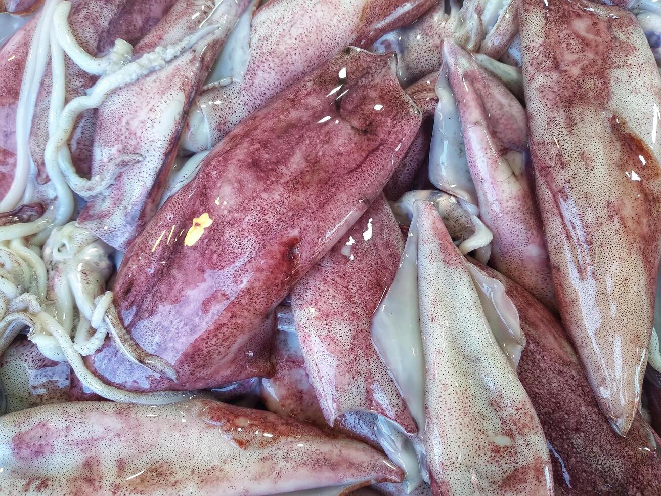 Fresh squid on a tray. Closeup squid or splendid squid Lined up beautifully on a stall in a seafood market in a fishing village on the central coast of Vietnam photo