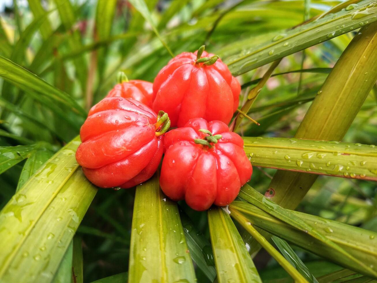 Tropical fruit. The Brazilian cherry or Pitanga also know as Eugenia uniflora, ripening on the pitangueira tree. Red fruit. photo