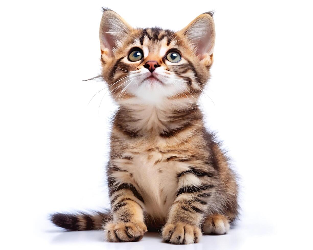 Cute playful funny kitten looking up isolated on white background . photo