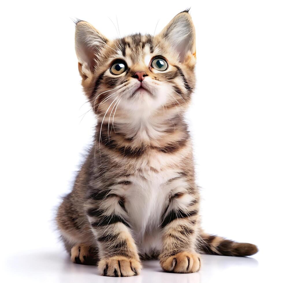 Cute playful funny kitten looking up on white background photo