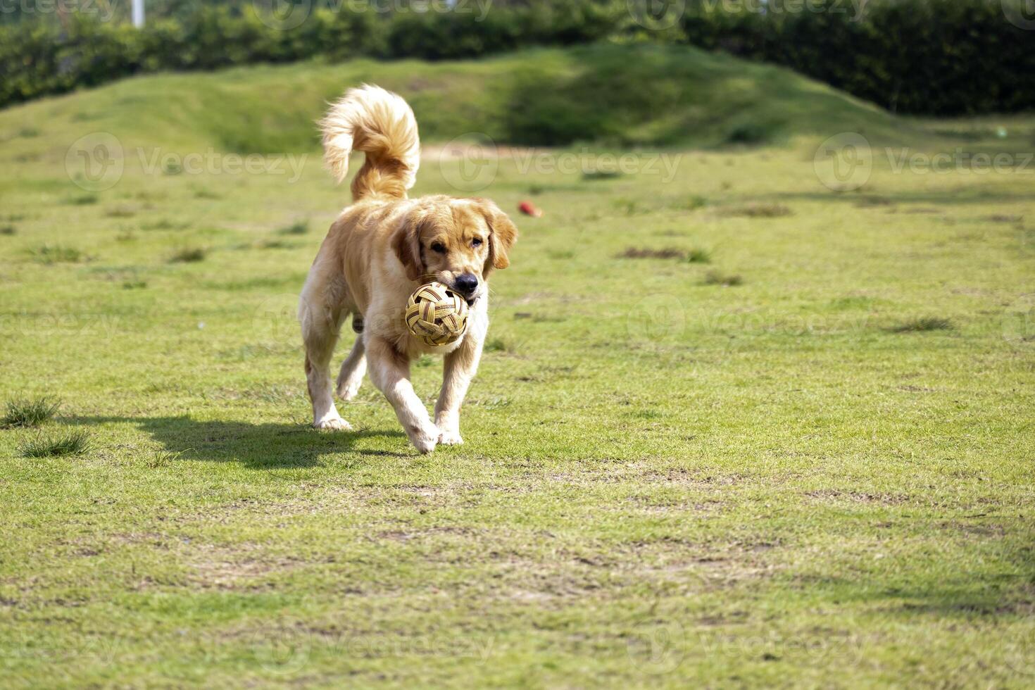 Golden retriever dog playing fetch with the ball at the outdoor park during summer for animal lover and pet sitter training concept photo