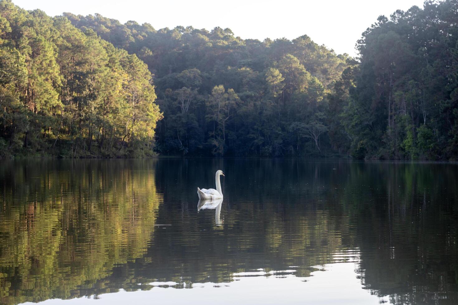 White swan swim in the lake at sunrise in the forest mountain valley with peaceful natural environment and campsite of Pang Oung, Mae Hong Son, Thailand photo