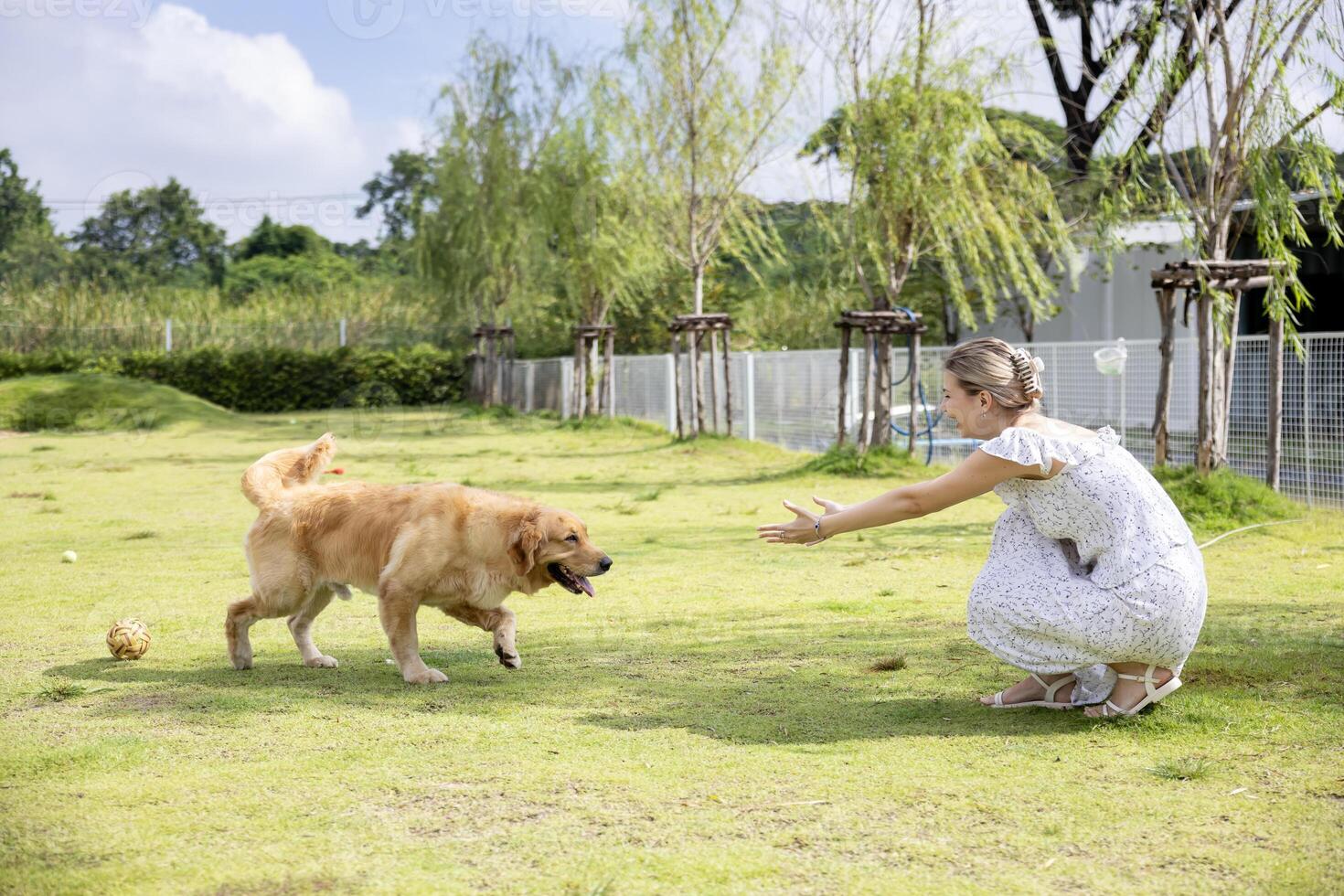 Caucasian woman playing fetch with her cute golden retriever dog in the outdoor park during summer for animal lover and pet sitter training photo