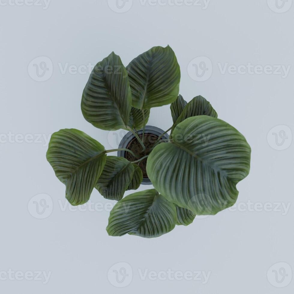A plant in a pot on a table photo