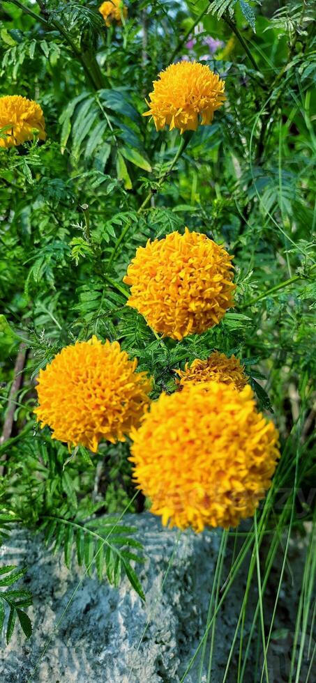 Marigold flower or bunga tahi kotok blooming in the park. Beautiful orange yellow flower background photo