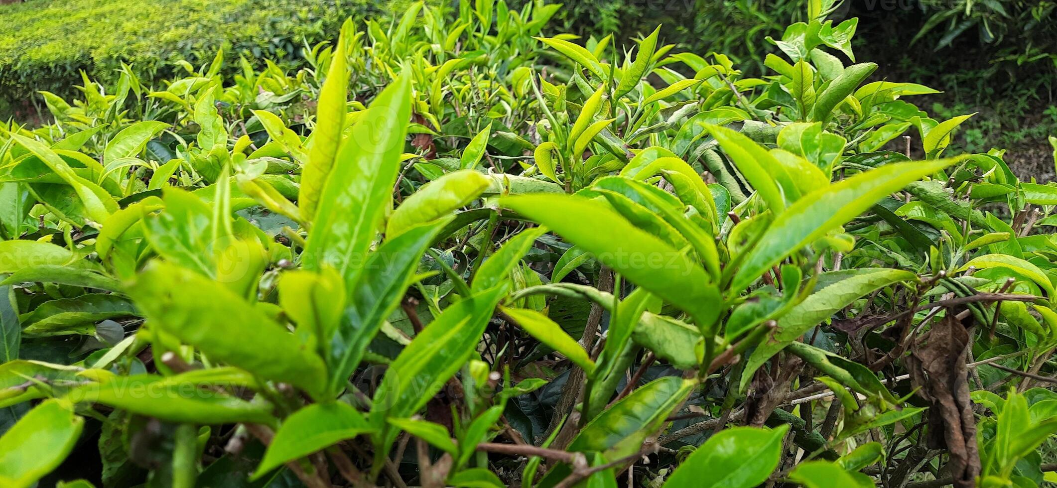 Beautiful view tea garden on the mountains Indonesia. Fresh green tea bud and leaves. Landscape background photo
