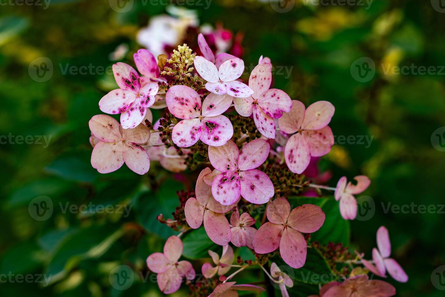Close-up of a hydrangea cluster with shades of pink, red, and green petals, showcasing the intricate details and vibrant colors. The focus is sharp on the foreground blossoms, with a soft, blurred photo