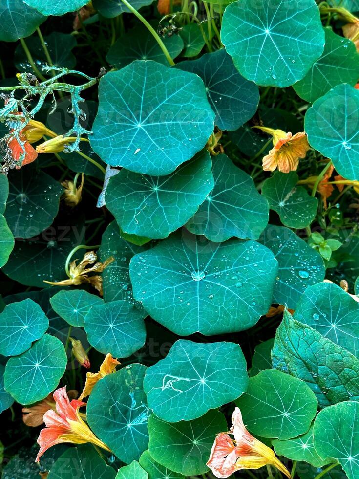 A vibrant close-up of lush green nasturtium leaves dotted with fresh dewdrops, accompanied by faded orange flowers, adding a soft pop of color to the scene. The round leaves display intricate veining photo