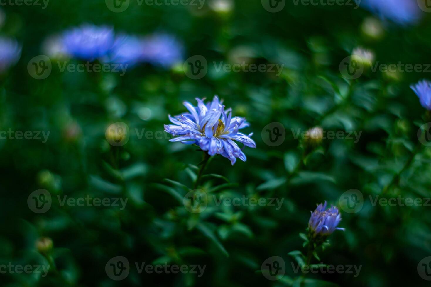 A vibrant close-up shot of purple asters in full bloom, with morning dew droplets visible on their delicate petals. The shallow depth of field emphasizes the main flower in focus while softening the photo