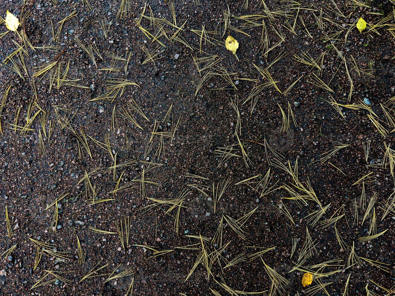 Close-up of a gravel path scattered with fallen pine needles and a few yellow leaves, capturing the subtle details of autumn's arrival. The dark, textured surface of the path contrasts with the photo