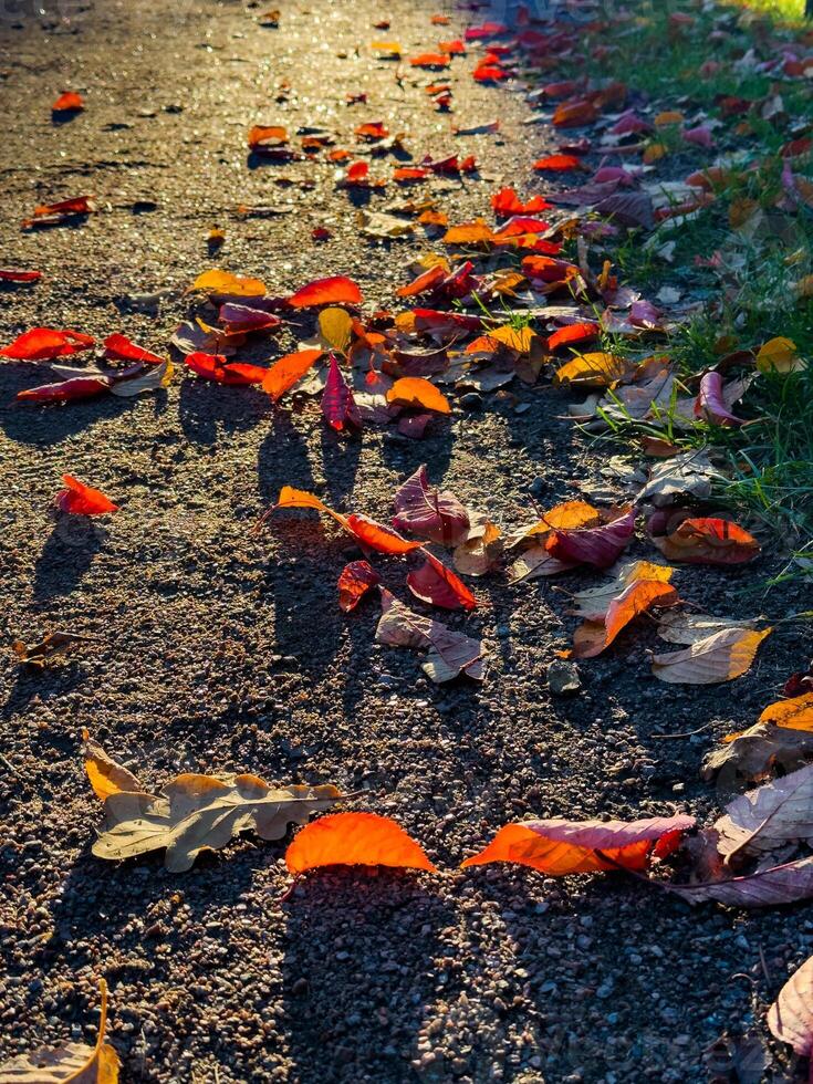Close-up of vibrant autumn leaves scattered on a gravel path, illuminated by the warm, low sunlight of the golden hour. The camera captures the scene from a low angle, highlighting the textures of the photo