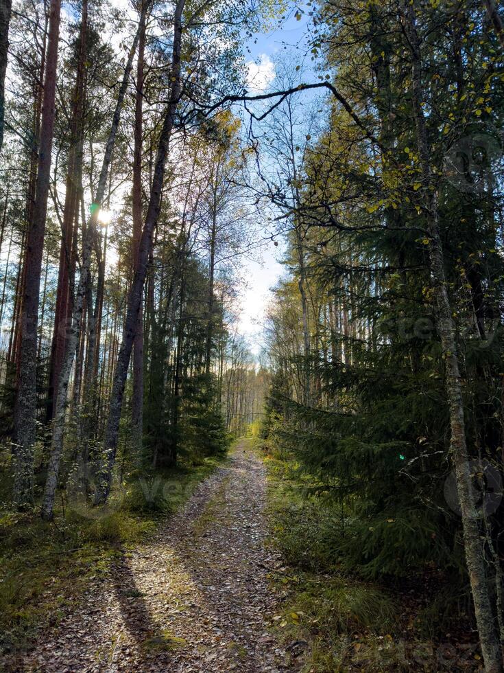 Scenic view of a tranquil forest path covered with fallen leaves, leading deeper into the woods. Sunlight filters through tall trees, casting soft shadows and illuminating the autumn foliage. Captured photo