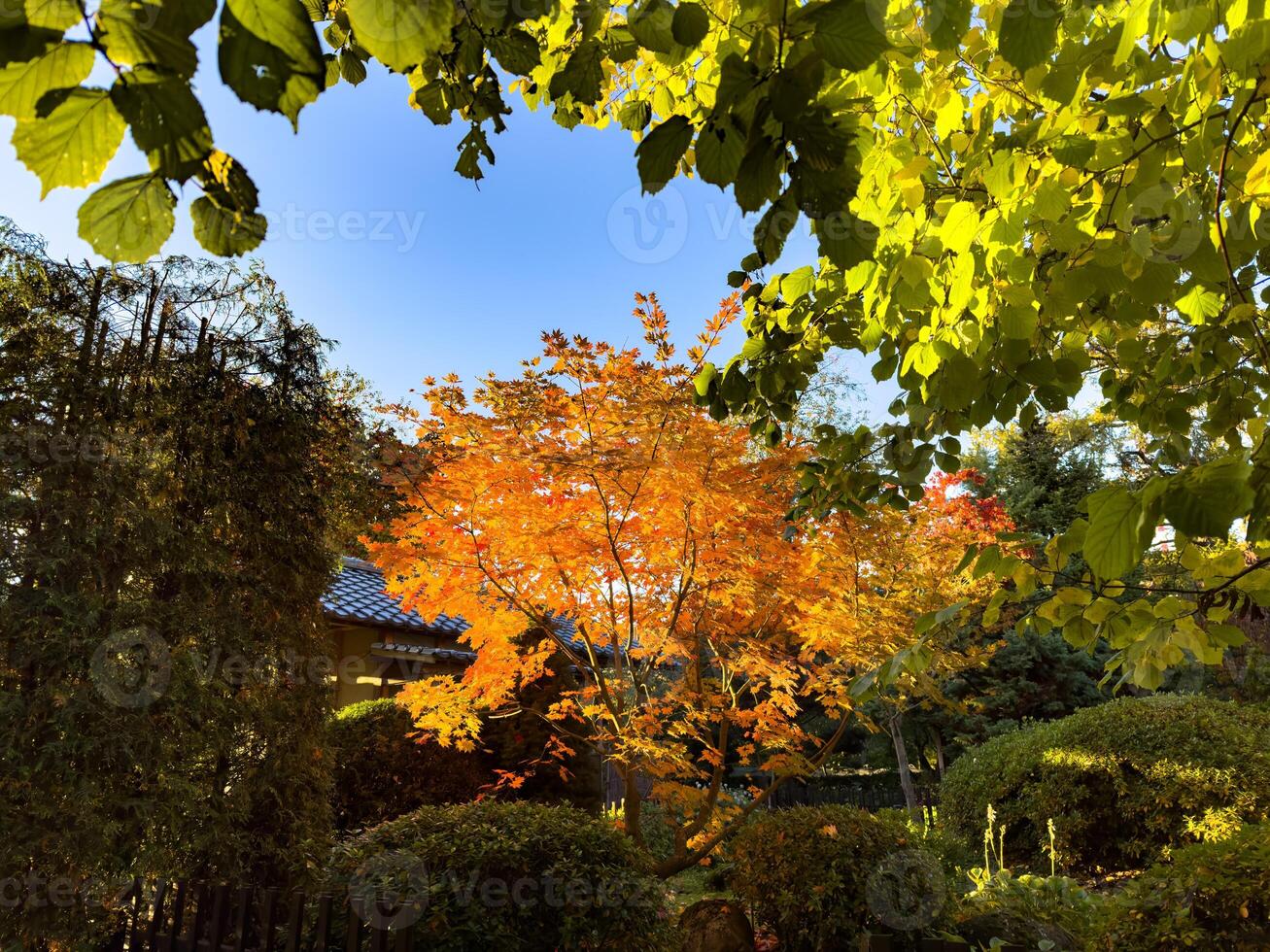 A brilliant maple tree with golden-orange leaves glows under the soft, warm light of the setting sun in a serene Japanese garden. Surrounded by lush greenery and traditional garden elements, the tree photo