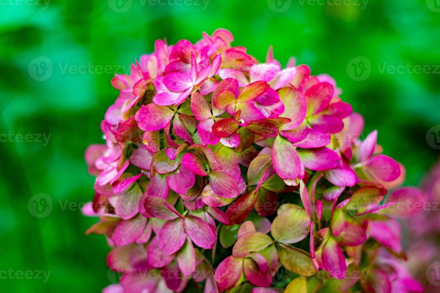 Close-up of a hydrangea cluster with shades of pink, red, and green petals, showcasing the intricate details and vibrant colors. The focus is sharp on the foreground blossoms, with a soft, blurred photo