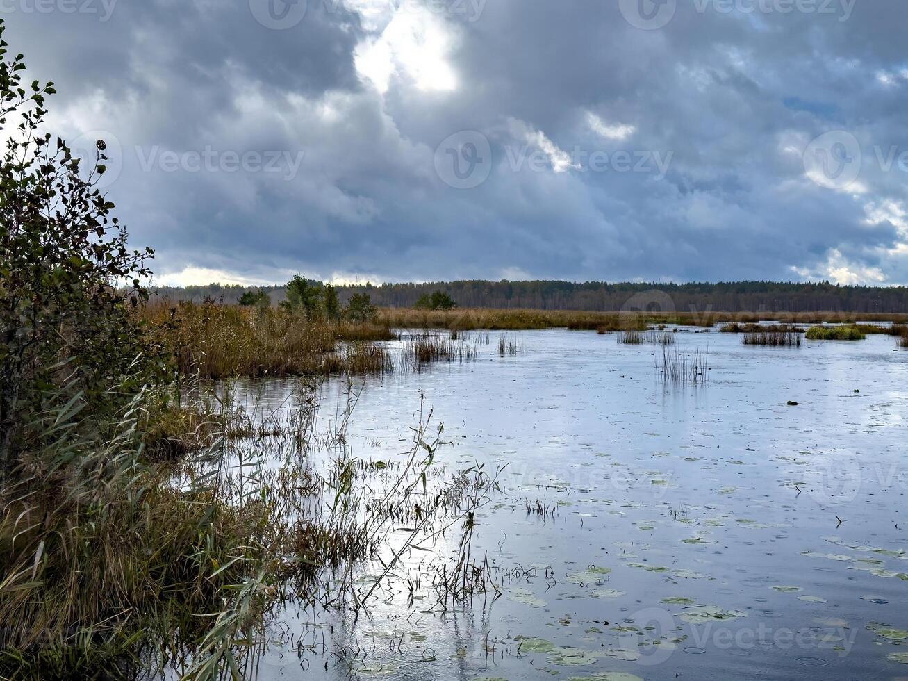A tranquil wetland in Karelia captured during a gentle autumn rain, with dark, overcast clouds casting reflections on the water's surface. The raindrops create subtle ripples across the wetland photo