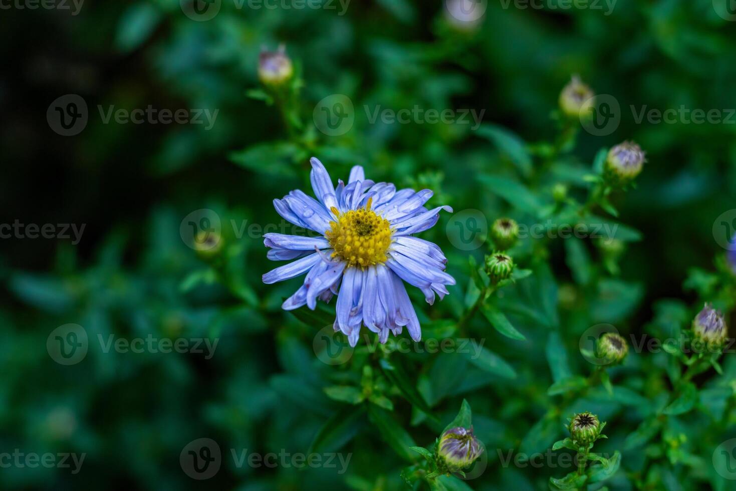 A vibrant close-up shot of purple asters in full bloom, with morning dew droplets visible on their delicate petals. The shallow depth of field emphasizes the main flower in focus while softening the photo