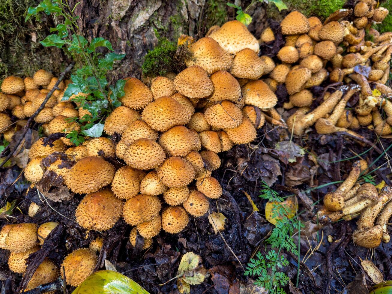 Close-up of a dense cluster of orange-brown mushrooms growing at the base of a moss-covered tree in a damp forest. The image captures the earthy texture of the mushrooms' caps and the surrounding photo