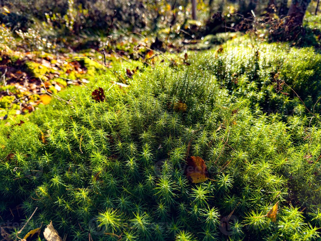 Detailed view of vibrant green moss growing densely on the forest floor, illuminated by sunlight filtering through surrounding trees. The spiky textures of the moss create a soft, lush carpet-like photo