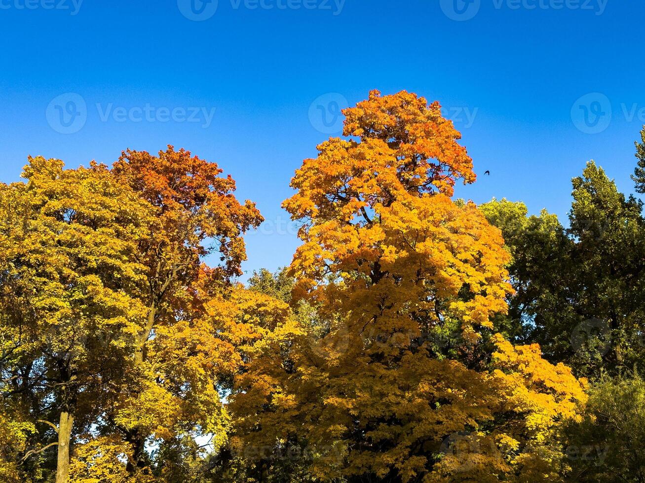 A vibrant canopy of autumn trees with striking yellow and orange foliage, set against a clear, deep blue sky. The upward perspective highlights the intricate patterns of branches and leaves, capturing photo