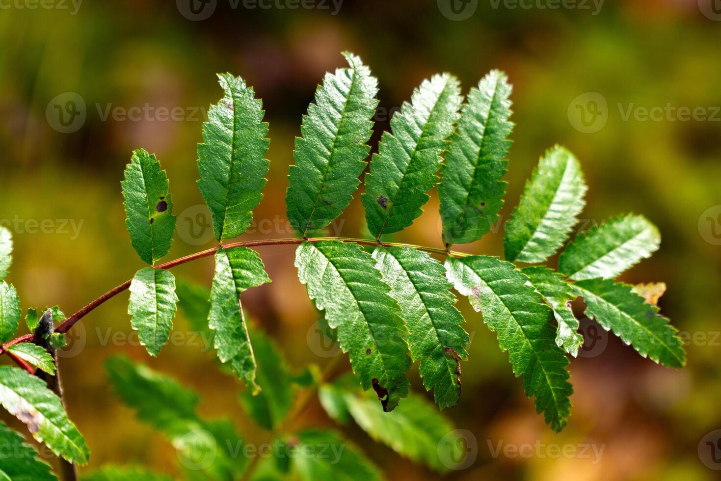 A detailed close-up of a rowan leaf captured in natural sunlight, showcasing its serrated edges and vibrant green color. Photographed with a shallow depth of field to highlight the leaf against a photo