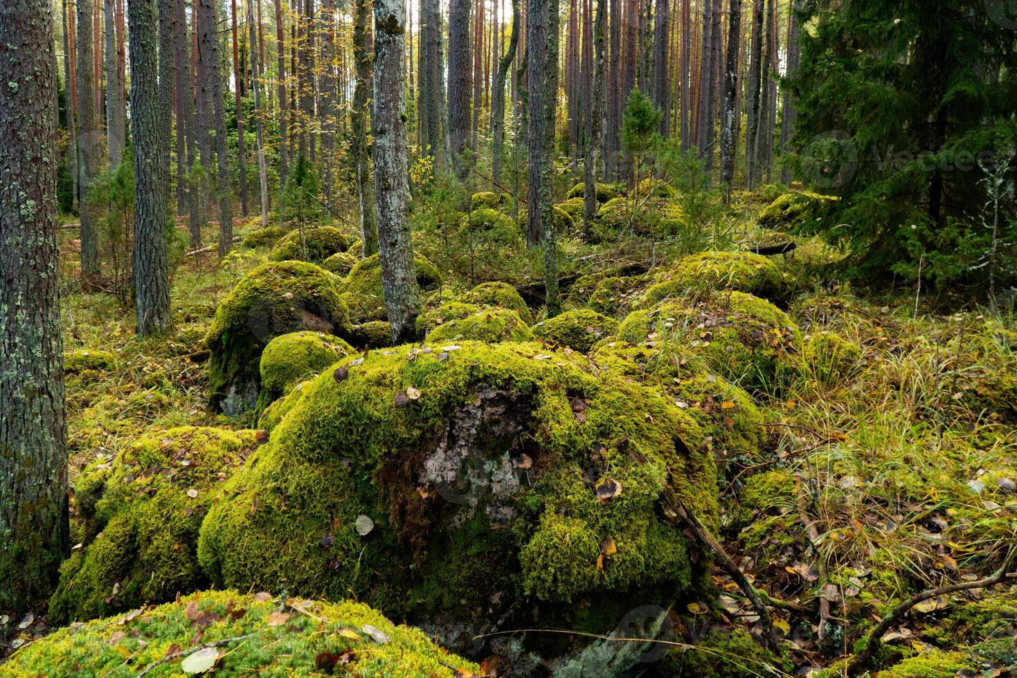 A vibrant Karelian forest scene showcasing a carpet of moss-covered rocks nestled among tall pine trees. The lush green moss blankets the uneven surface of large boulders, adding depth and texture to photo