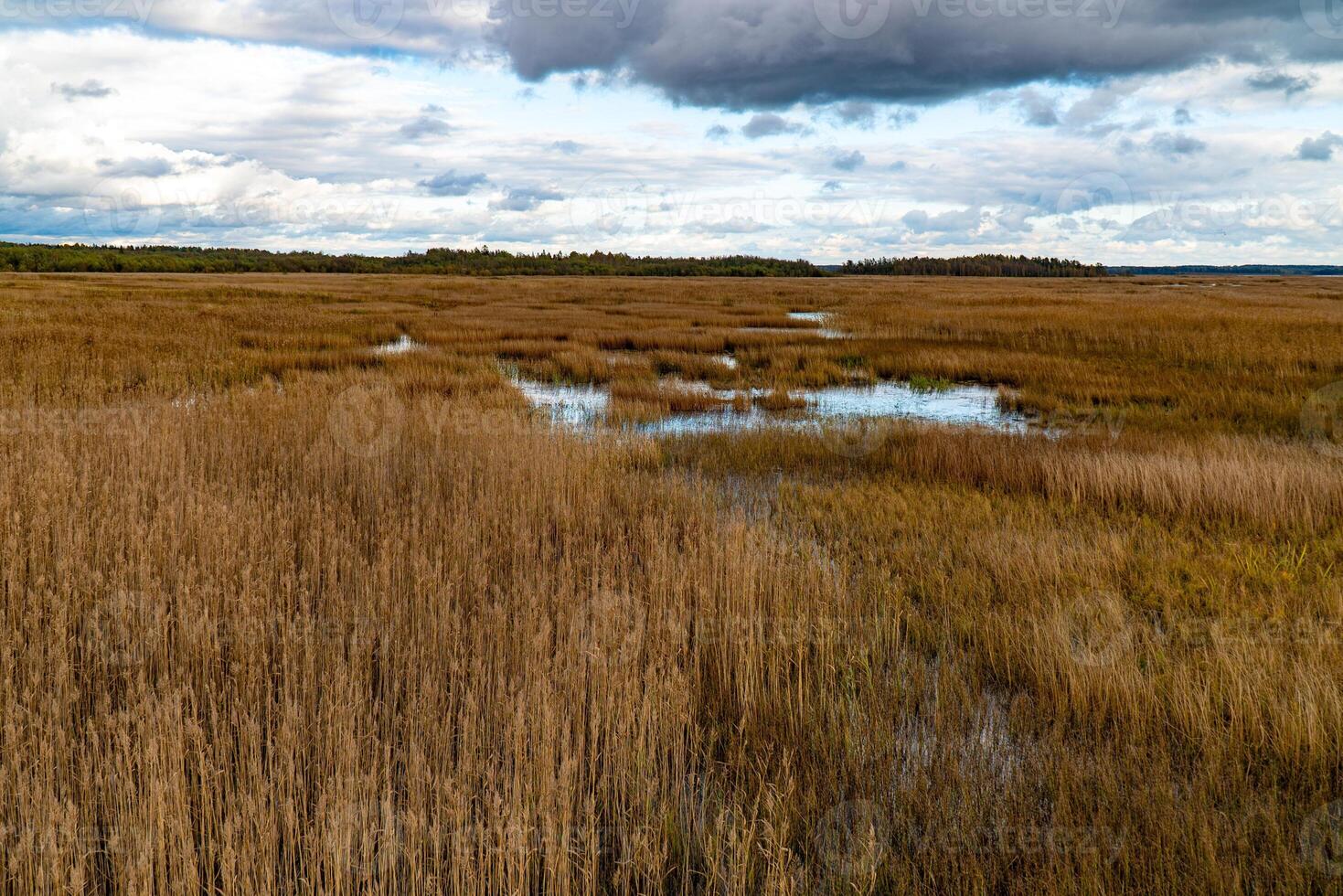 A vast wetland landscape in Karelia, marked by patches of reflective water and golden autumn reeds under a dramatic, cloud-covered sky. The calm, undisturbed water mirrors the surroundings photo