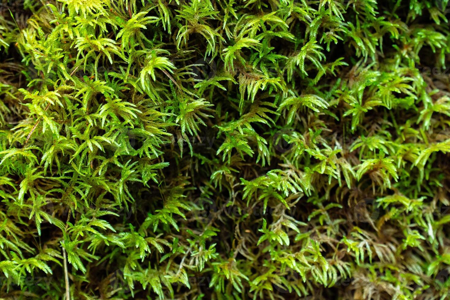 A detailed close-up of vibrant green moss growing densely on the forest floor in Karelia. The intricate, feathery texture of the moss is highlighted in this macro shot, capturing the fresh, natural photo