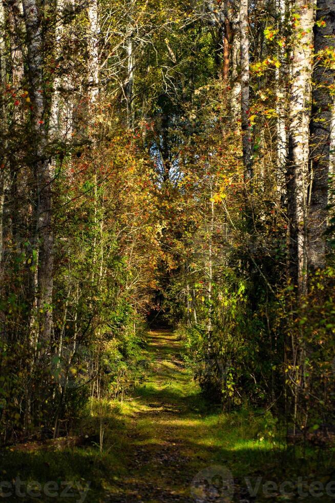 A tranquil forest path in Karelia, surrounded by tall trees with vibrant autumn foliage, gently illuminated by sunlight. The low-angle view draws the eye along the winding trail, inviting the viewer photo