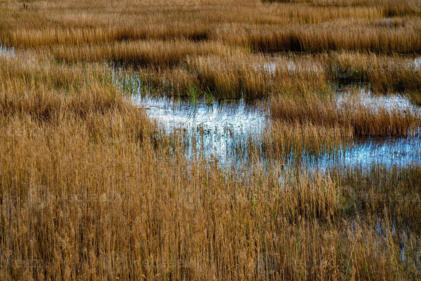 A vast wetland landscape in Karelia, marked by patches of reflective water and golden autumn reeds under a dramatic, cloud-covered sky. The calm, undisturbed water mirrors the surroundings photo