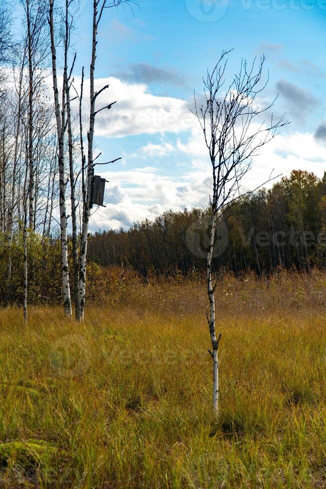 A serene autumn scene in Karelia, showing slender birch trees in an open meadow with tall, golden grasses. One tree holds a small wooden birdhouse, adding a rustic charm to the natural landscape. The photo