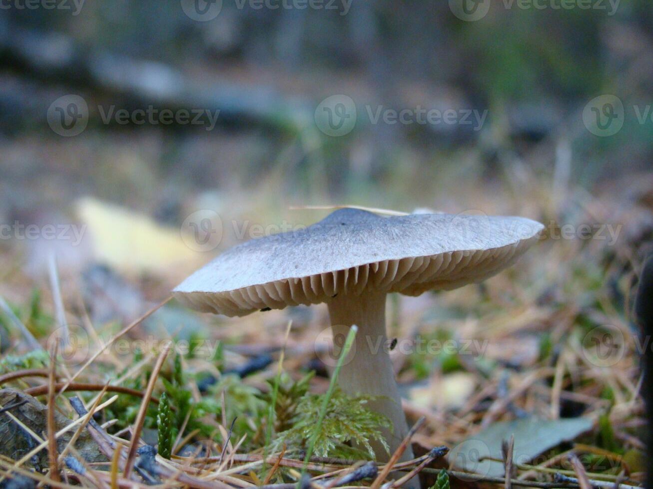 A grey inedible mushroom stands in the middle of fallen pine needles, autumn forest photo