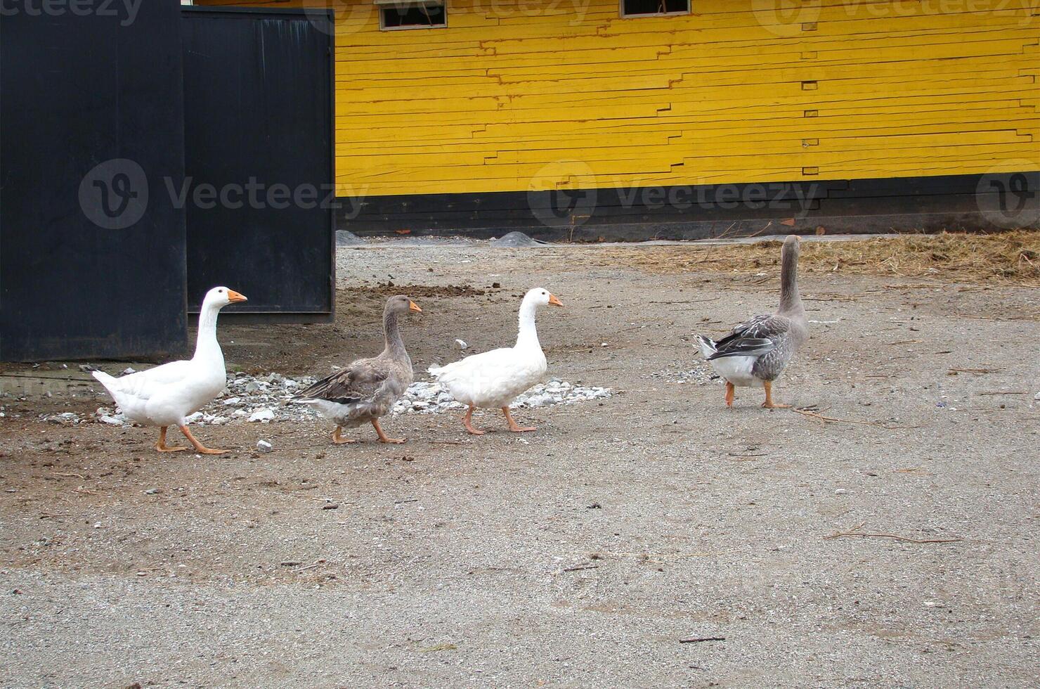 Four geese walk one after another across the farm photo