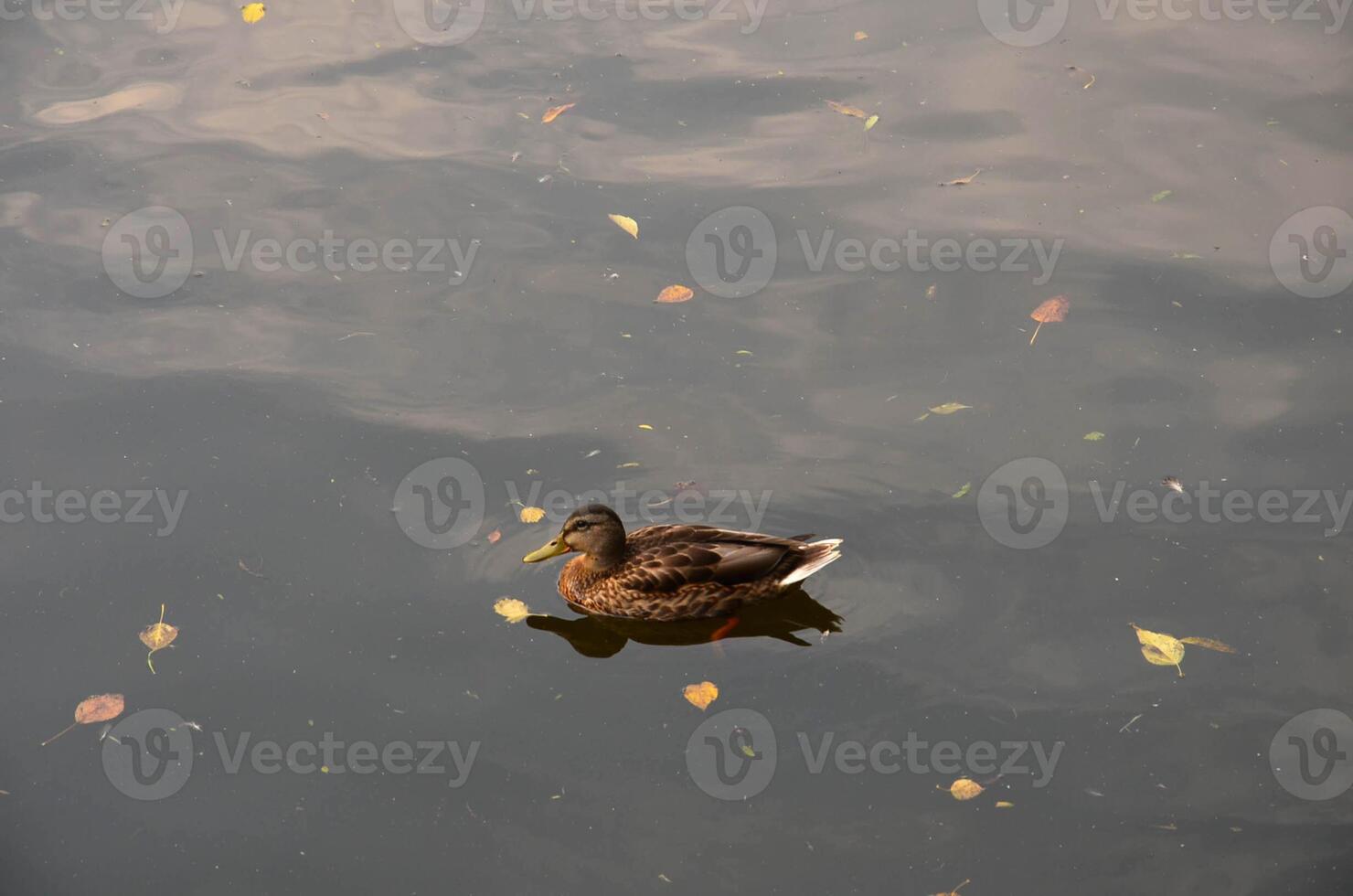 A river duck swims on the water in autumn photo