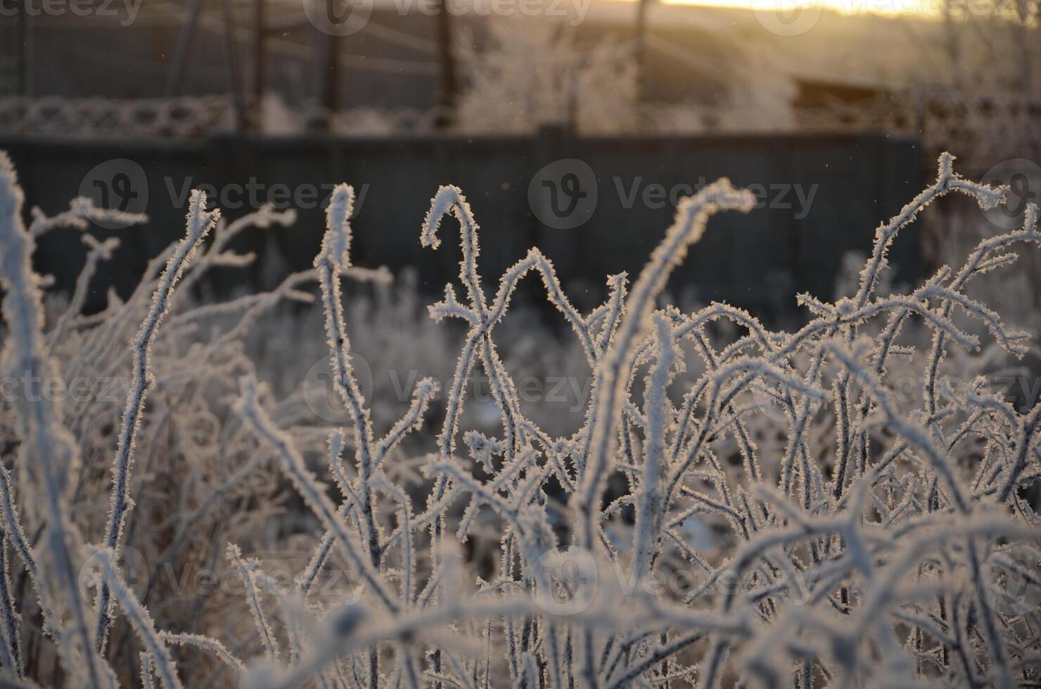 Grass covered in frost at dawn in winter, cold winter photo