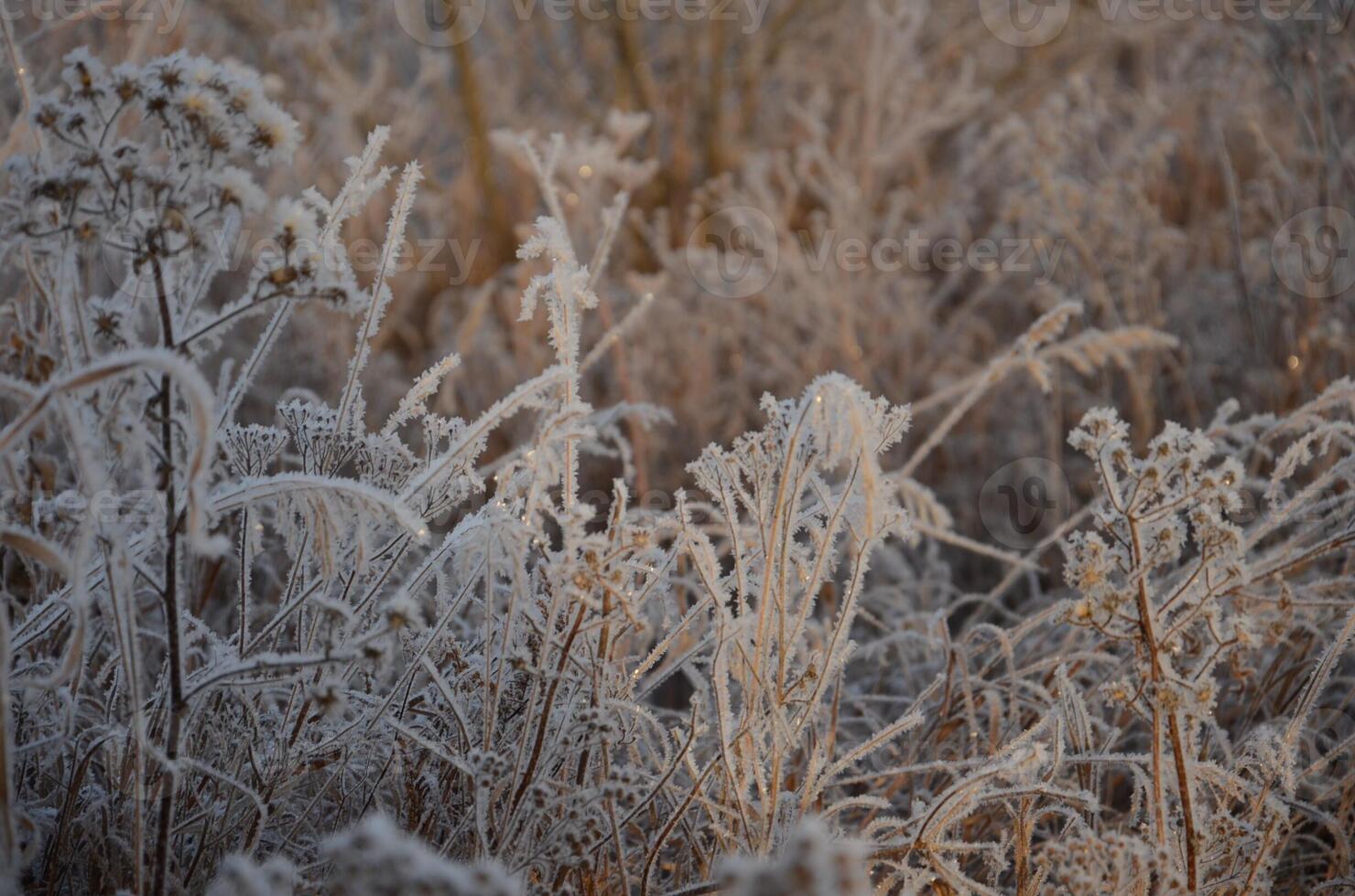 Grass covered in frost at dawn in winter. photo