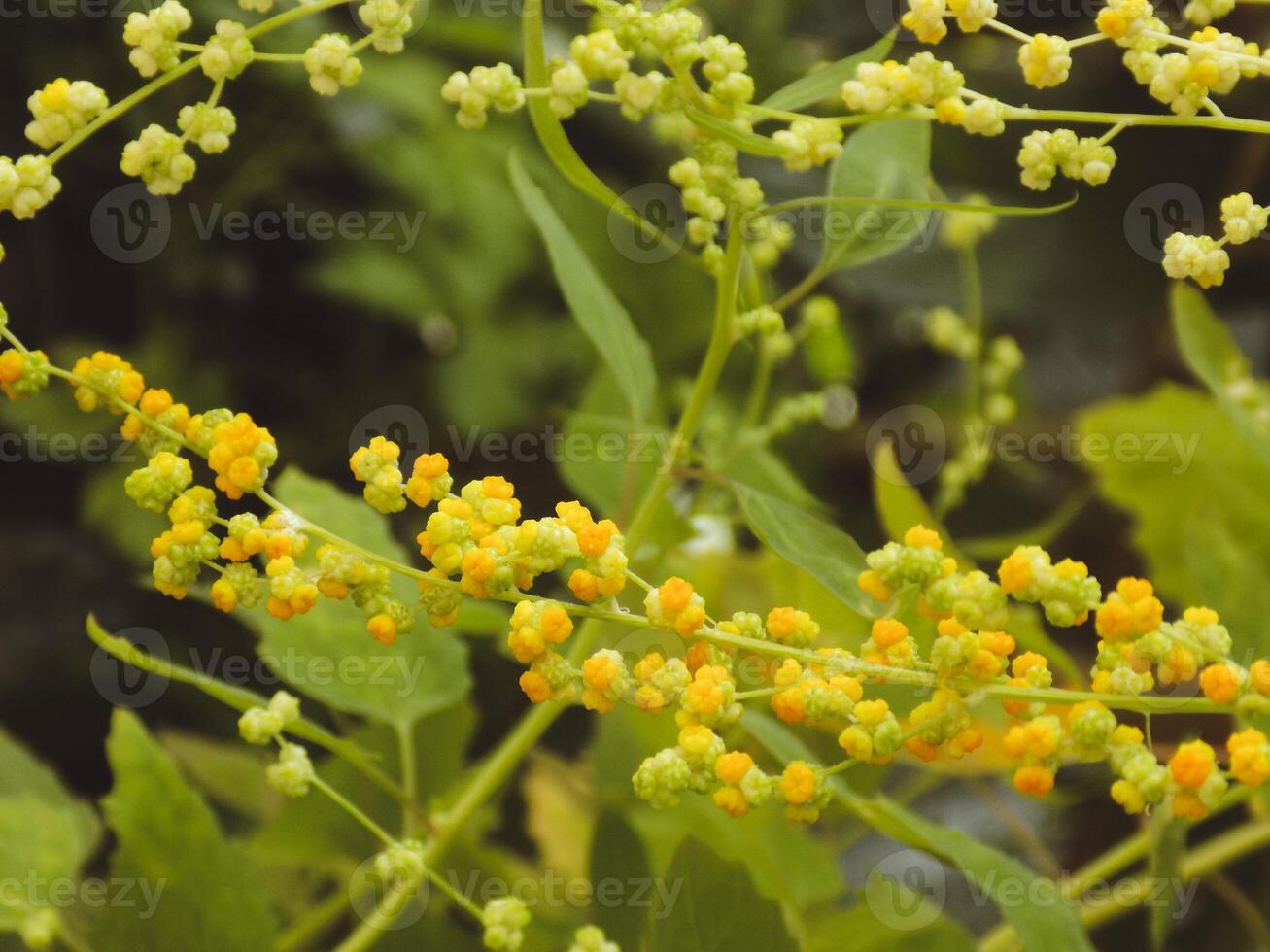 Beautiful plant or flower photo