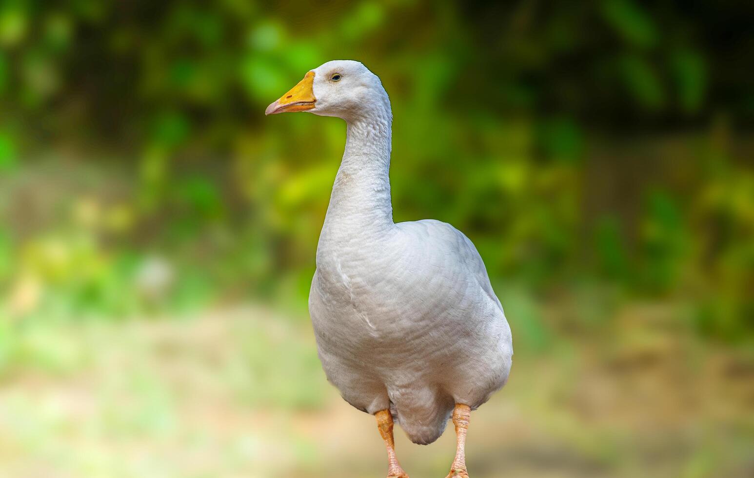A white goose standing on a dirt road photo