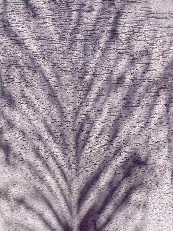 a pattern of a tree and a shadow on a wall. photo