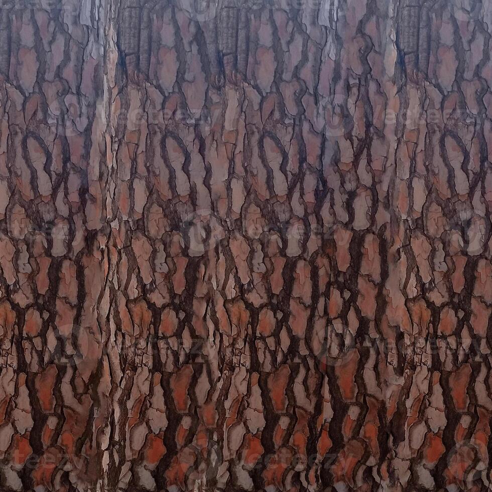 Tree nature wooden texture background photo