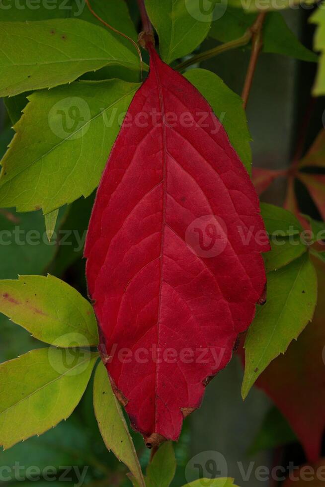 First red leaf of the year, Autumn is here photo