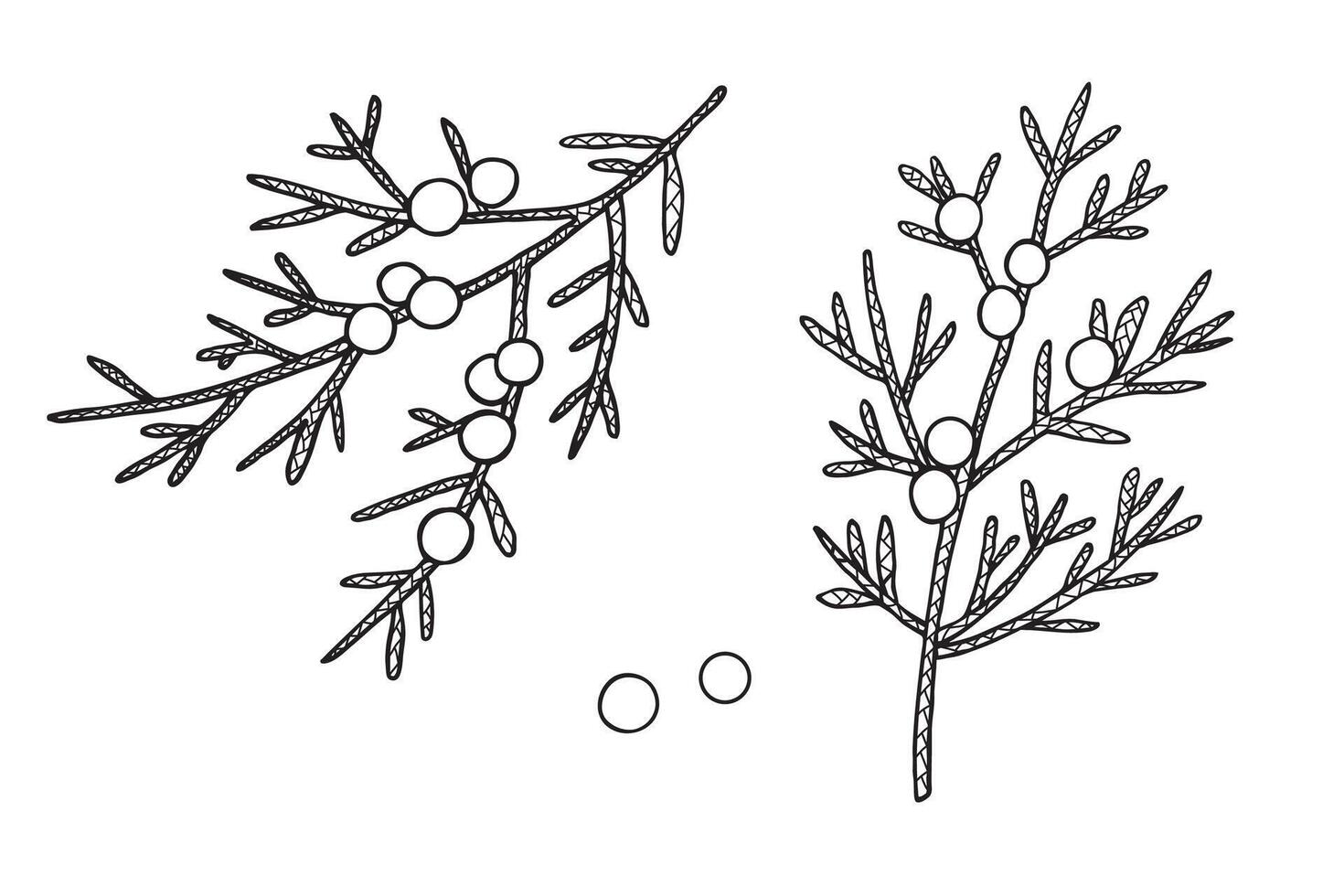Illustration of Juniper branches with berries on isolated background. Hand drawn heather plant with cones. Food, medicine ingredient. Design element for print, paper, logo, card, sign, label vector